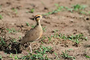 Vertebre: Somali courser (Cursorius somalensis) on ground