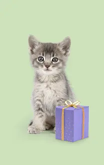 Celebrations: Somali cross Asian Cat, six week old kitten with present
