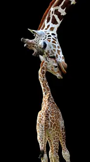 Reticulated: Somali Giraffe or Reticulated Giraffe (Giraffa camelopardali