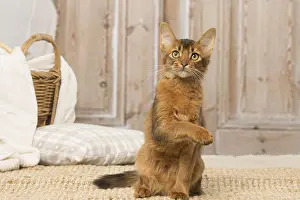 Yoga: Somali kitten cat indoors