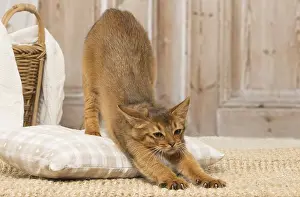 Yoga: Somali kitten cat indoors