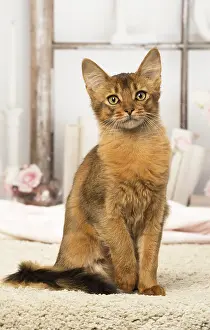 Somalis: Somali kitten cat indoors
