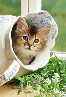 Jugs: Somali kitten in jug