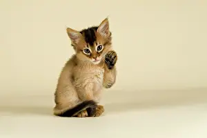 Preen: Somali kitten, tawny
