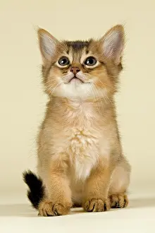Concentrated: Somali kitten, tawny