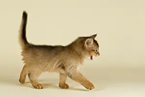 Wildl: Somali kitten, tawny