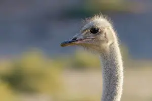 Molybdophanes: Somali Ostrich
