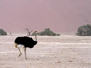 Molybdophanes: Somali Ostrich