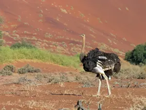 Molybdophanes: Somali Ostrich