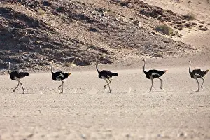 Queue: Somali Ostrich