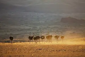 Molybdophanes: Somali Ostrich