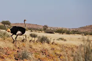 Clutch: Somali Ostrich