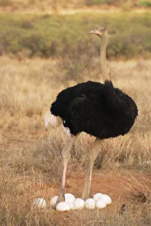 Molybdophanes: Somali Ostrich