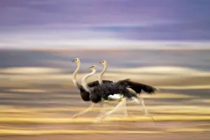 Molybdophanes: Somali Ostrich