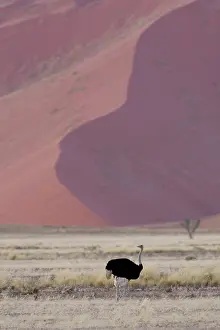 Windhoek: Somali Ostrich