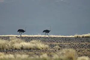 Molybdophanes: Somali Ostrich