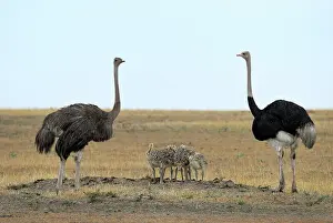 Ostrich: Somali Ostrich