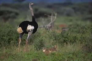 Differential: Somali Ostrich with chicks