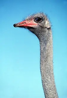 Ostrich: SOMALI OSTRICH - close-up of head, male