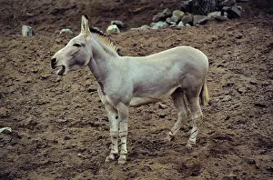 Braying: Somali Wild ASS - braying