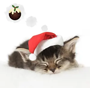 Pudding: Somali x Tabby Cat, kitten about 5 weeks old