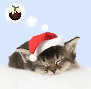 Pudding: Somali x Tabby Cat, kitten about 5 weeks old