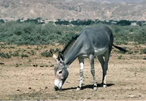 Asses: Somalian / African WILD ASS
