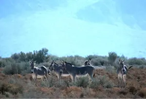 Asses: Somalian / African Wild Ass - group