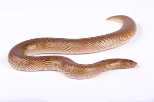 Crawl: Somalian sand boa (Gongylophis colubrinus rufescens)