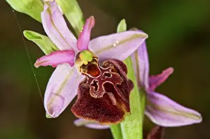 Sombre: Sombre Bee-orchid