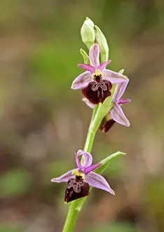 Sombre: Sombre Bee-orchid