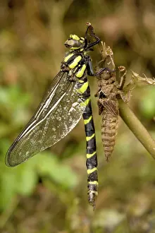 Sombre: Sombre gold-ringed dragonfly - emerging from nymphal case