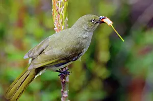 Bulbul: Sombre Greenbul / Sombre Bulbul - Eating flower