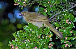 Bulbul: Sombre Greenbul / Sombre Bulbul - feeding on fruits