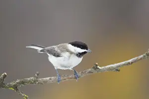 Sombre: Sombre Tit