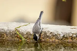 Sombre: Sombre Tit