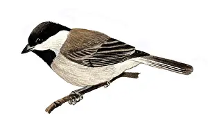 Sombre: Sombre Tit