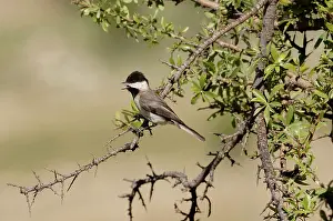 Sombre: Sombre Tit - adult, May