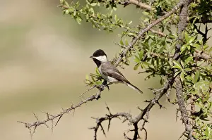 Sombre: Sombre Tit - adult, May