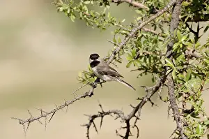 Sombre: Sombre Tit - adult, May