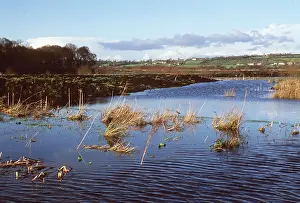 Flood: SOMERSET LEVELS - Lake formed from flooded peat workings on