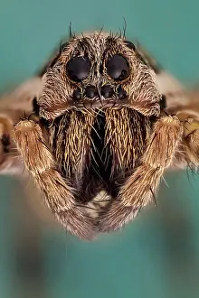 Robust: Somo kind of wolf spider, they are robust and ag