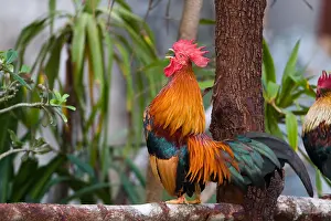 Indochinese: Song of the Rooster at Hat Yao in Thailand