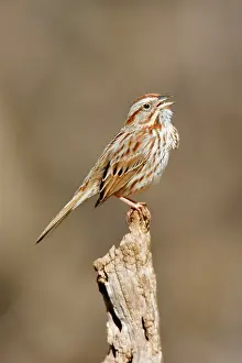 Melospiza: Song Sparrow