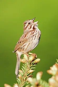 Melospiza: Song Sparrow