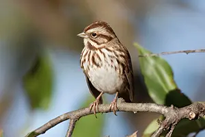 Melospiza: Song Sparrow