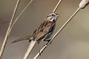 Melospiza: Song Sparrow