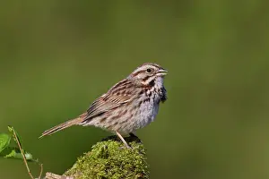 Melospiza: Song Sparrow