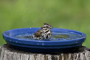 Baths: Song Sparrow