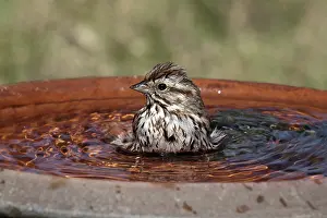 Melospiza: Song Sparrow